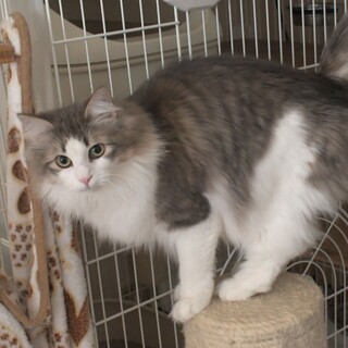 純粋ノルウェージャン4歳女の子（仮予約中