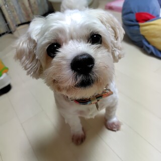 ハチの素敵な家族を募集中