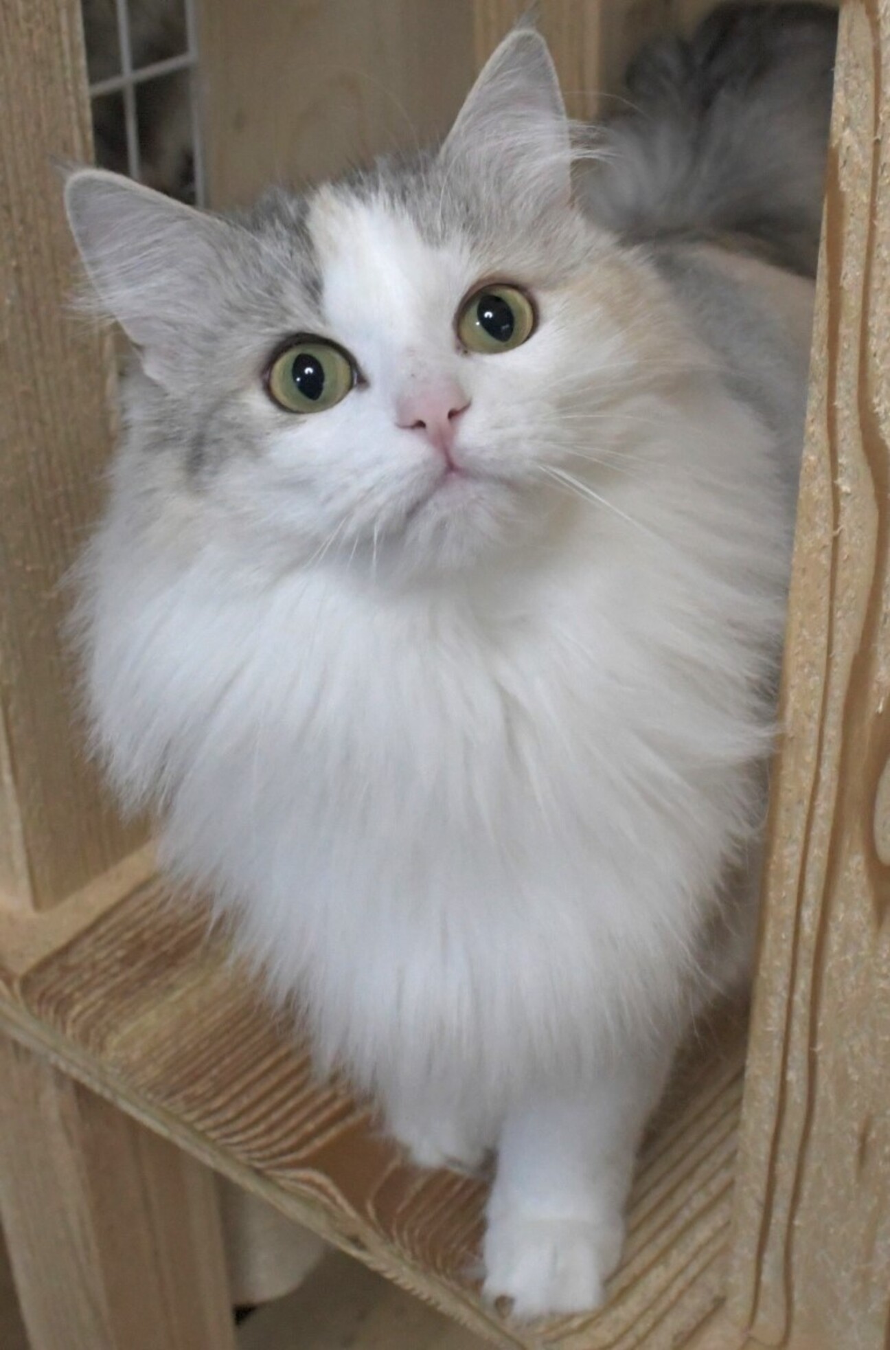 純粋ノルウェージャン4歳女の子」茨城県 - 猫の里親募集(528235