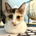 お茶目で可愛い三毛猫バブルスちゃん