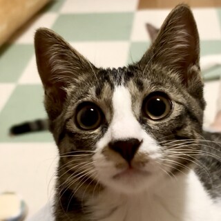 くりくりお目目が可愛い甘えん坊のやまとくん♪