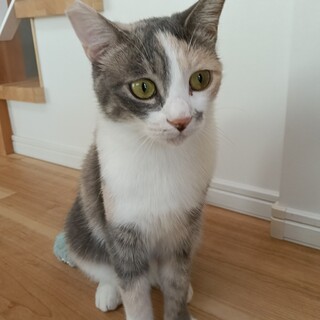 パステル三毛　明るく元気、他猫と仲良し