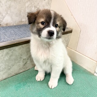 8月30日頃生まれ　フワフワの女のコ