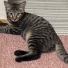 猫初心者さんにお薦め！甘えるの大好き5ヶ月女の子♡ サムネイル2