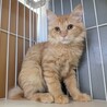 【3/29東日本橋】おっとり半長毛❤️美珀ちゃん サムネイル3