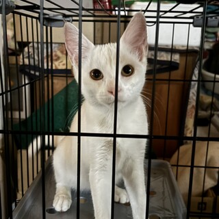 ヤンチャでおもちゃでよく遊ぶ女の子【ゆずちゃん】