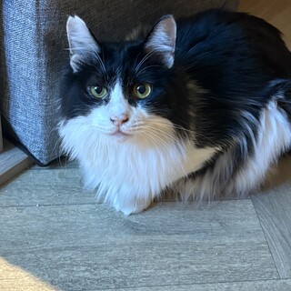 12/7譲渡会@船橋★長毛ハチワレの男の子