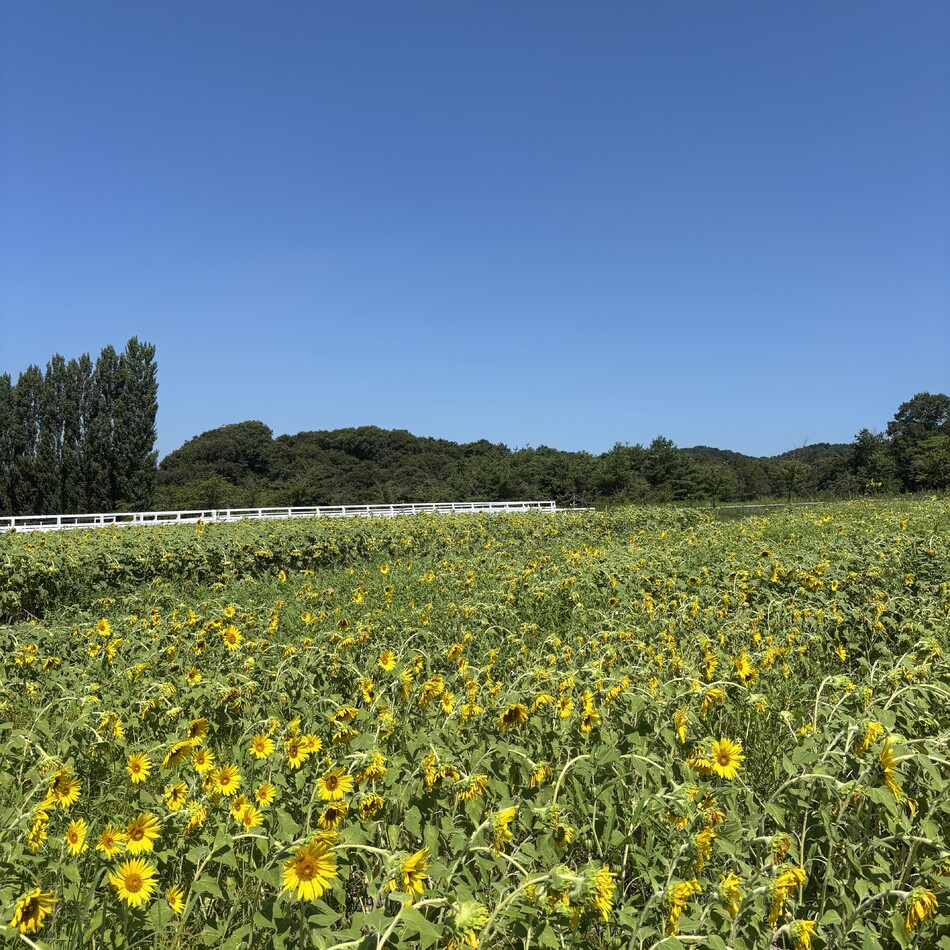 みずなのカバー写真