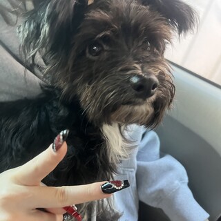 素敵なご縁がありましたプードルとパピヨンmix