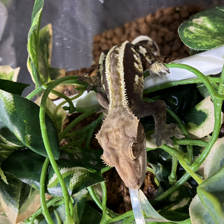 クレステッドゲッコ－ 雄