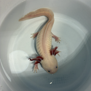 ウ－パール－パー