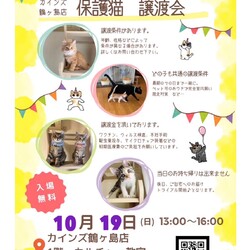 秘密結社ねこのひげ♡保護猫譲渡会