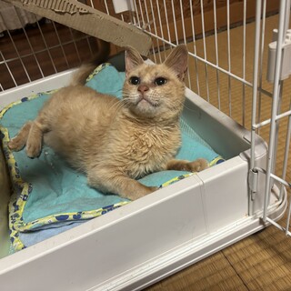 【急募】リリース予定の子をお家猫に