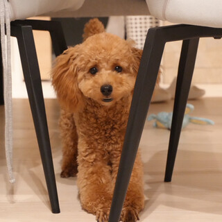 トイプードル♂ 11ヶ月」大阪府 - 犬の里親募集(528252) :: ペットの