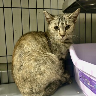 珍しいグレーサビさん