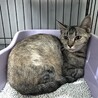 珍しいグレーサビさん サムネイル4