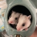 里親決まりました。ありがとうございました。