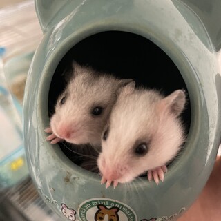 里親決まりました。ありがとうございました。