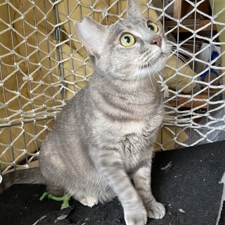 グレーのべっぴんさん