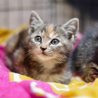 ミケ色のサバトラちゃん