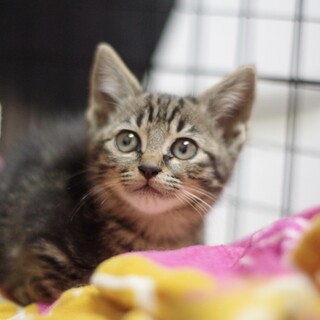 超イケメンのサバトラくん