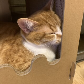 大きい茶白くん（再投稿）