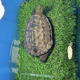 クサガメ（多甲）甲長9cmくらい