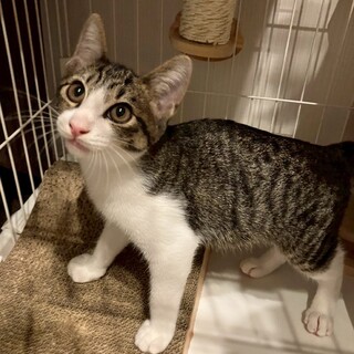 2/23譲渡会@実籾★イケメン甘えん坊ノア君