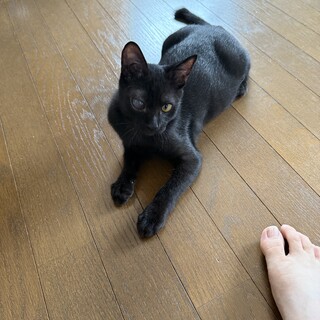 鍵しっぽの男の子。家族募集中！