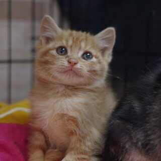 おめめまんまる茶トラちゃん