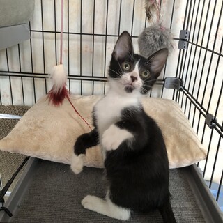 かれんちゃん　ハチワレ女の子　約２ヶ月