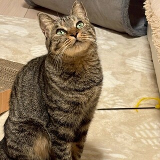 3/29譲渡会＠鎌ヶ谷★まる顔控えめな女の子