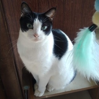 ナデナデ大好きハチワレのぶっちちゃん