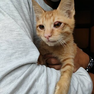 茶トラ子猫（結膜炎治療中）