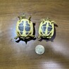 ヘルマンリクガメの子ガメ　里親さん募集 サムネイル3