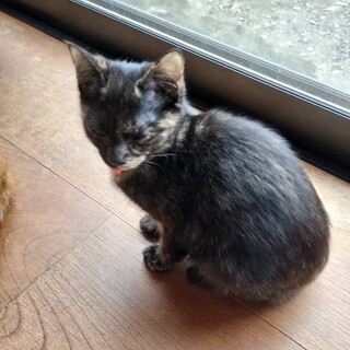 おしとやか女の子