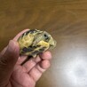 ヘルマンリクガメの子ガメ　里親さん募集 サムネイル4