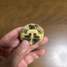 ヘルマンリクガメの子ガメ　里親さん募集 サムネイル5