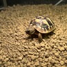 ヘルマンリクガメの子ガメ　里親さん募集 サムネイル6