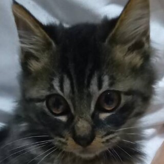 可愛いキジ長毛♂中君