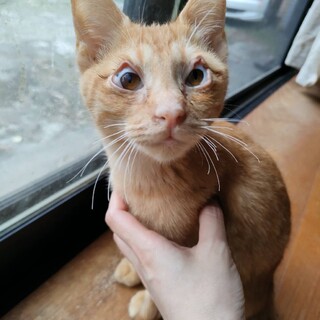 瞬膜ちゃん（治療中）