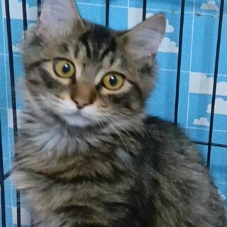 可愛いキジ長毛♂奥君