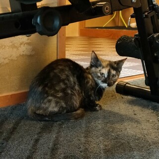 臆病な黒サビ白めな女の子。