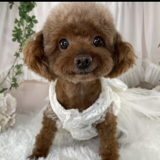 トイプー・女の子5歳