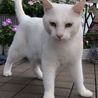 なかなか里親さんが見つからないしろちゃん。