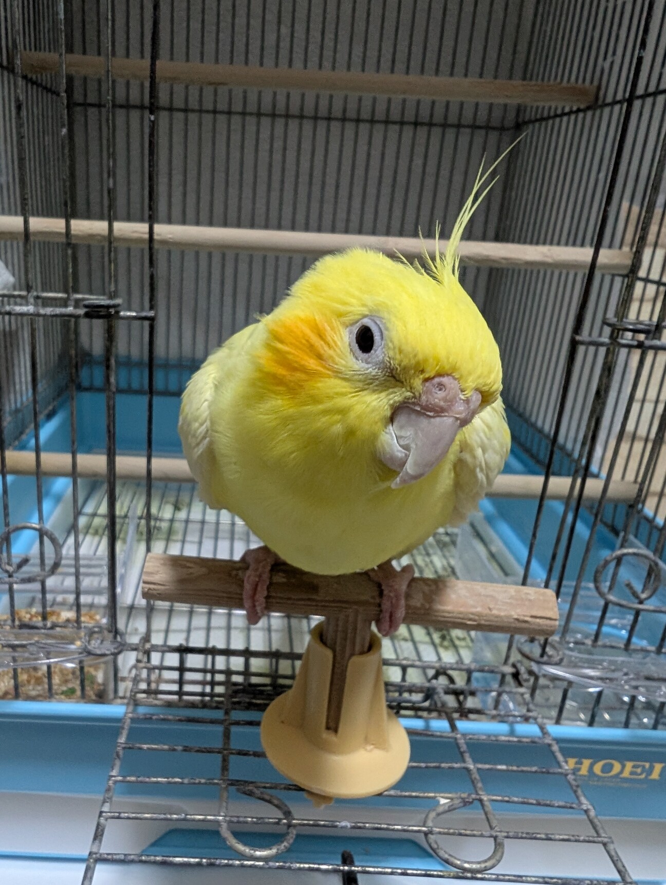 里親が決定、オカメインコ」神奈川県 - 鳥の里親募集(528284