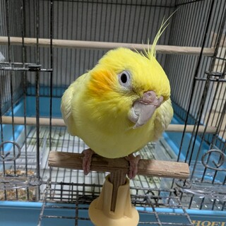 里親が決定、オカメインコ