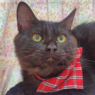 【1/25東日本橋】半長毛黒猫❤️タキシードくん