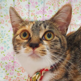 【3/29東日本橋】ひらひら❤️ドレスちゃん