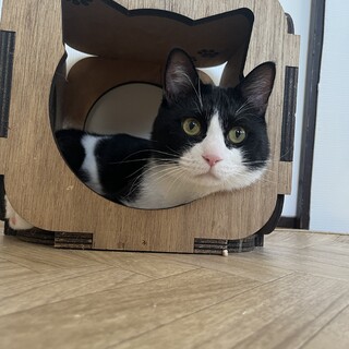 1頭飼い希望　タビくん　3歳